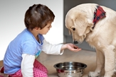 dierenzorg hondtraining