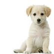 puppyA